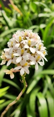 Epidendrum secundum