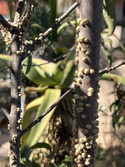 Ceroplastes sinensis