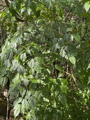 Tecomeae