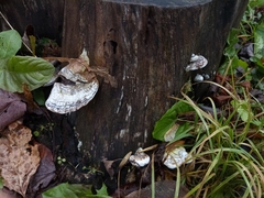 Trametes gibbosa