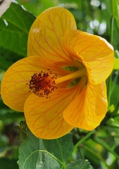 Callianthe darwinii