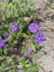 Lycianthes lycioides