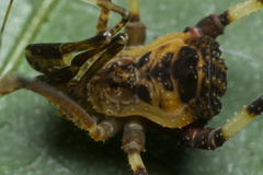 Sodreana barbiellinii