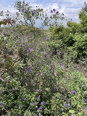 Lycianthes lycioides