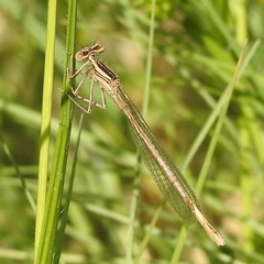 Platycnemis acutipennis