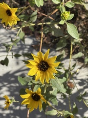 Helianthus annuus