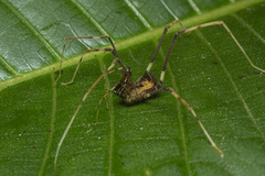 Sodreana barbiellinii