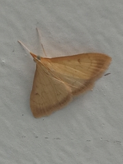 Palpita nigropunctalis