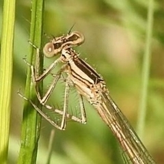 Platycnemis acutipennis
