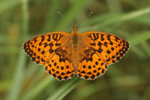 Marbled Fritillary, Бородянський район, Київська обл., Україна, photo 9 of 10