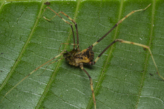 Sodreana barbiellinii