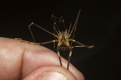 Sodreana barbiellinii