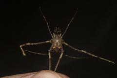 Sodreana barbiellinii