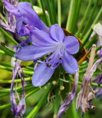 Agapanthus