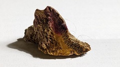 Coriolopsis gallica