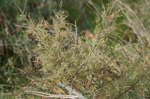 Tamarix dalmatica, photograph 3