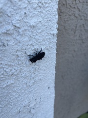 Phloeodes diabolicus