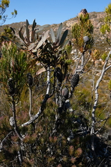 Leucadendron comosum comosum