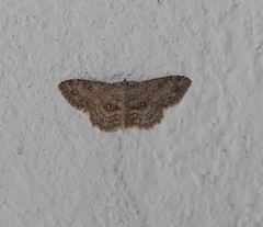Cyclophora nanaria