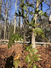 Sorbus americana