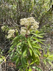 Baccharis latifolia