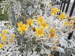 Jacobaea maritima
