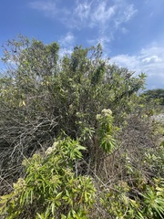 Baccharis latifolia