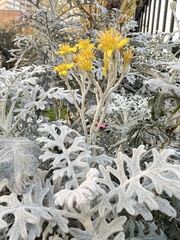 Jacobaea maritima