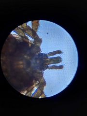 Amblyomma