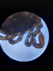 Amblyomma