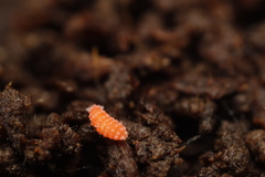 Bilobella