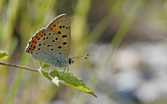 Lycaena alciphron