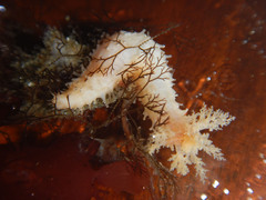 Eupentacta quinquesemita