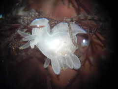 Ancula gibbosa