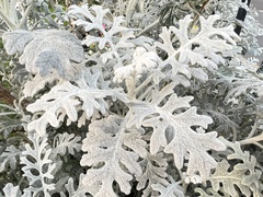 Jacobaea maritima