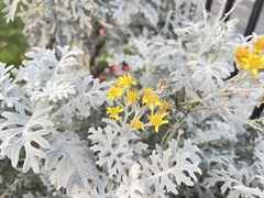Jacobaea maritima