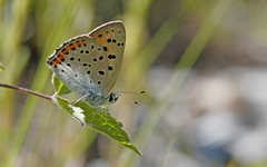 Lycaena alciphron