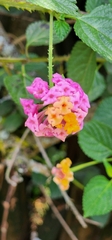 Lantana × strigocamara