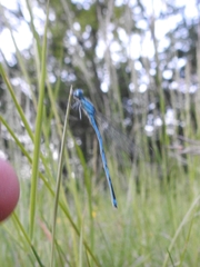 Erythromma lindenii