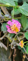 Lantana × strigocamara