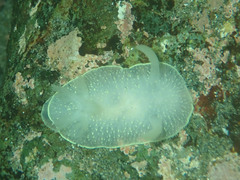Acanthodoris hudsoni