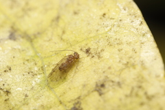 Ectopsocus