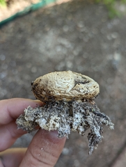 Scleroderma polyrhizum