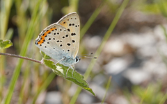 Lycaena alciphron