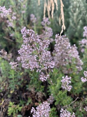 Valeriana microphylla