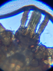Amblyomma