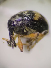 Nanophyes marmoratus