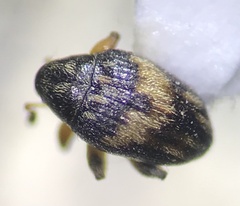 Nanophyes marmoratus