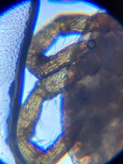 Amblyomma
