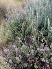 Valeriana microphylla